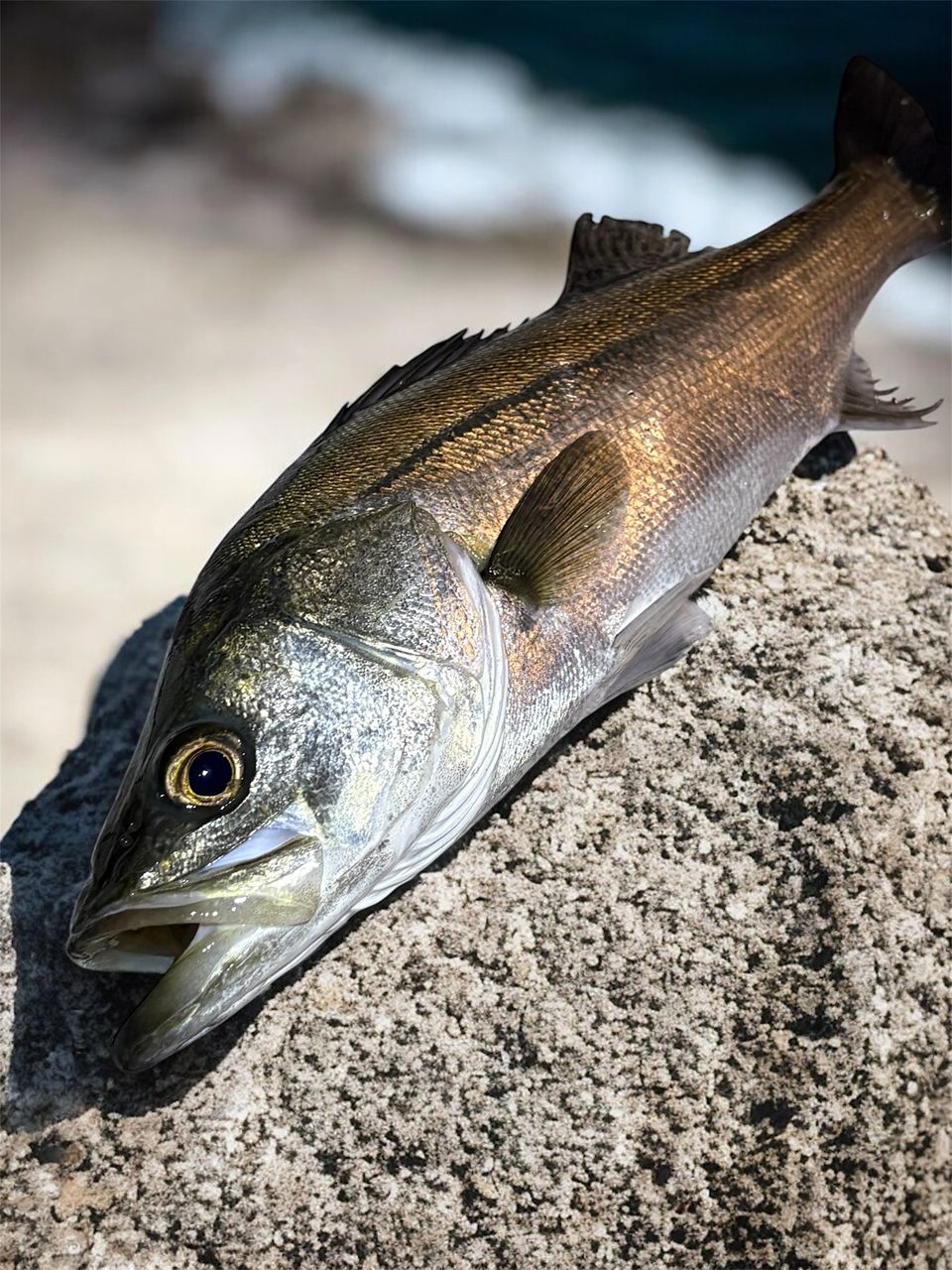 AbuGarcia ソルティーステージ プロトタイプ アジング XAJS-5102LSSの