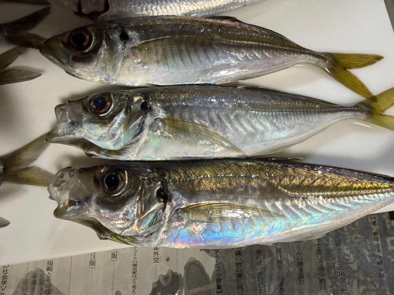 SHIMANO 23ソアレ BB アジング S54SUL-Sの最安値・インプレ・釣果