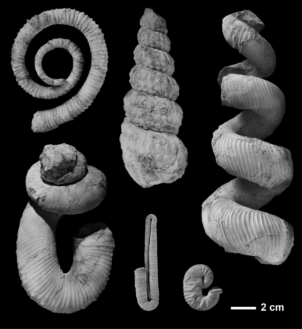 大人気の古生物 アンモナイトってどんな生物!? ふしぎな“異常巻き