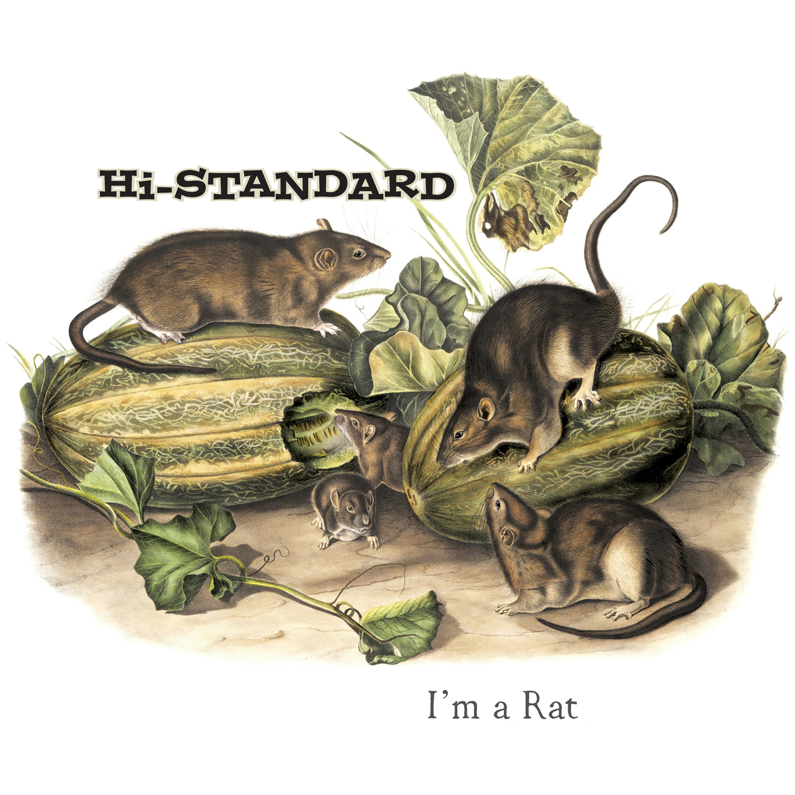 I'M A RAT」米所属レーベル Fat Wreck Chordsより、 7inch ピクチャー