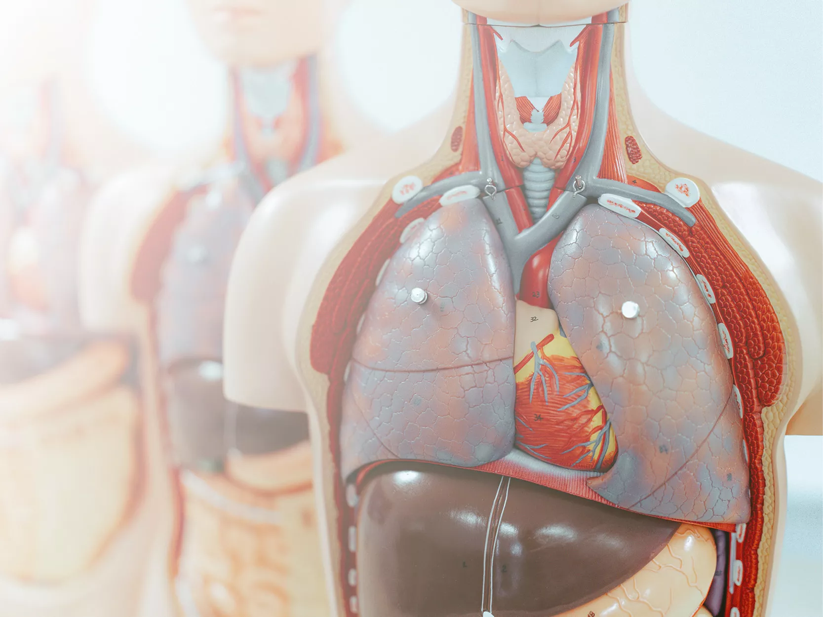 Anatomical Models