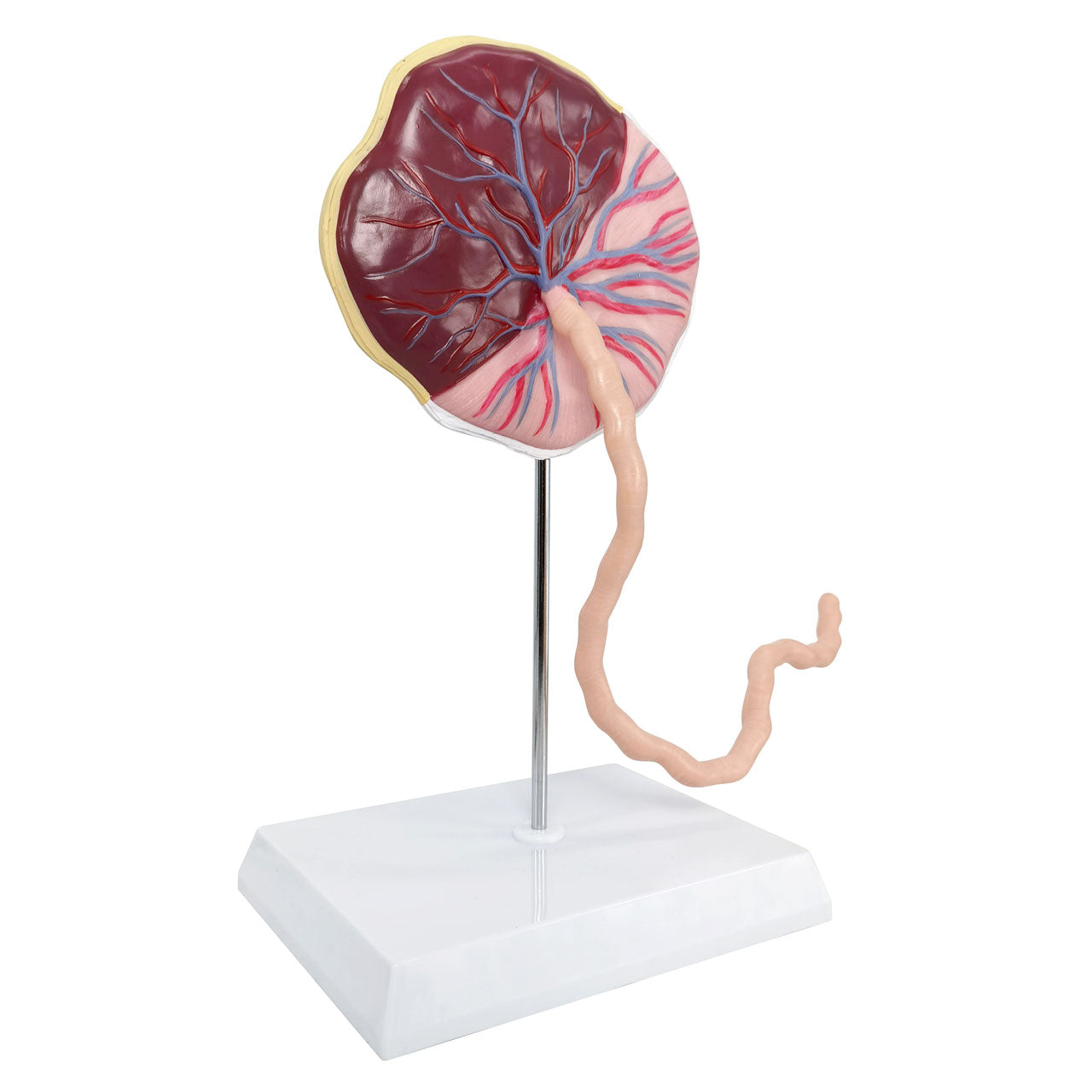 Evotech Scientific Placenta Model with Removable Umbilical Cord