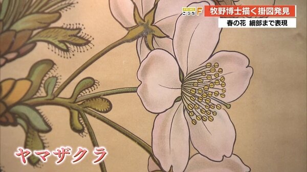 幻の教材」新発見 牧野富太郎博士が描いた明治時代の掛図、高知県立