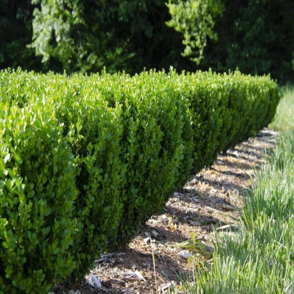 NewGen Freedom® Boxwood for Sale | Blight-Resistant Evergreen