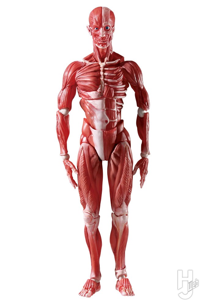 理科室の“彼”がまさかの可動フィギュアに！【figma人体模型】 – Hobby