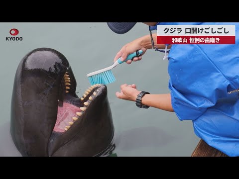 速報】クジラ、口開けごしごし 和歌山、恒例の歯磨き - YouTube