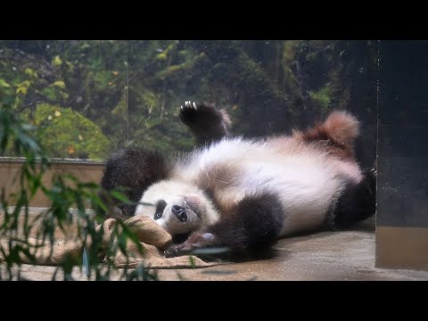 2025.08.20 今日のパンダ（3928日目）[8K] - YouTube