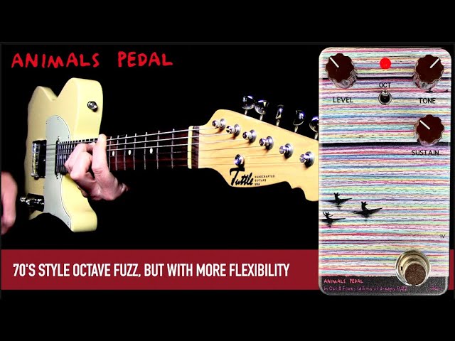 Animals Pedal In Oct,3 Foxes talking of dreamy FUZZ - YouTube