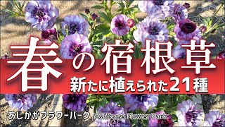 Gardening] Spring planting! Introducing 21 new perennial plants