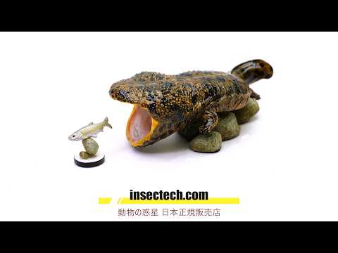 動物の惑星】「WF2026冬限定」オオサンショウウオ Andrias japonicus