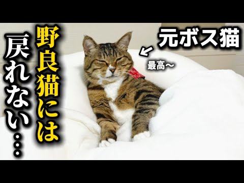 When we welcomed our former boss cat into our family, he was a no