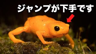 Why is this frog so bad at jumping? (ft. Pumpkin Toad) - YouTube