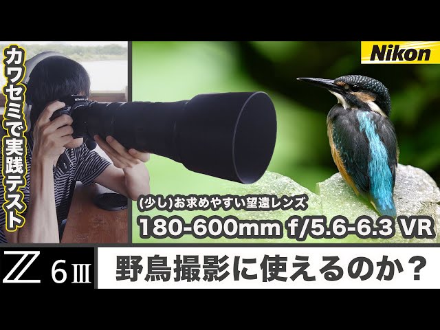 Nikon Z6III Wild Bird Photography Review: Affordable Telephoto