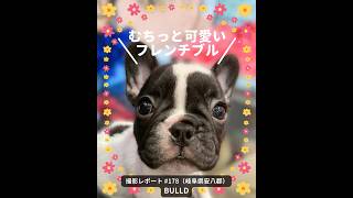 PICTWANカレンダー2026 フレンチ・ブルドッグ【L判】