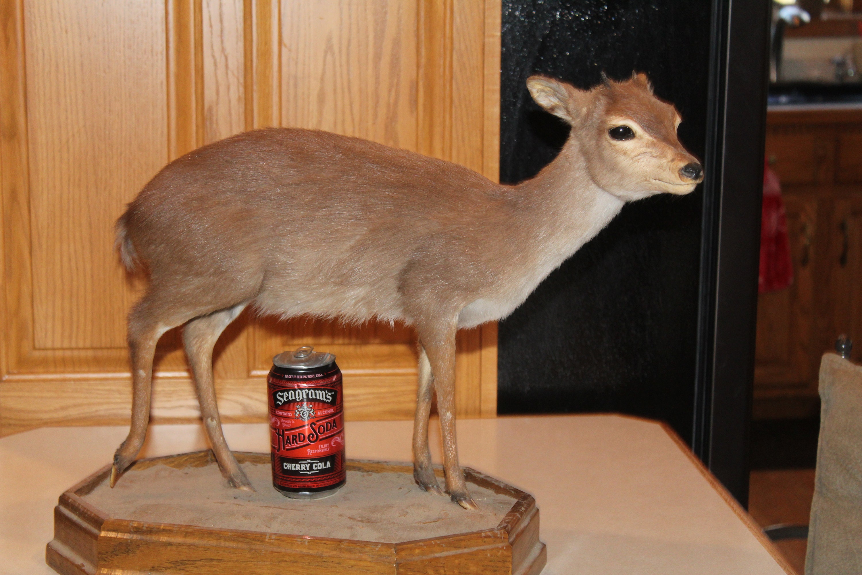 New Taxidermy Blue Duiker Antelope Full Body Mount Africa Safari
