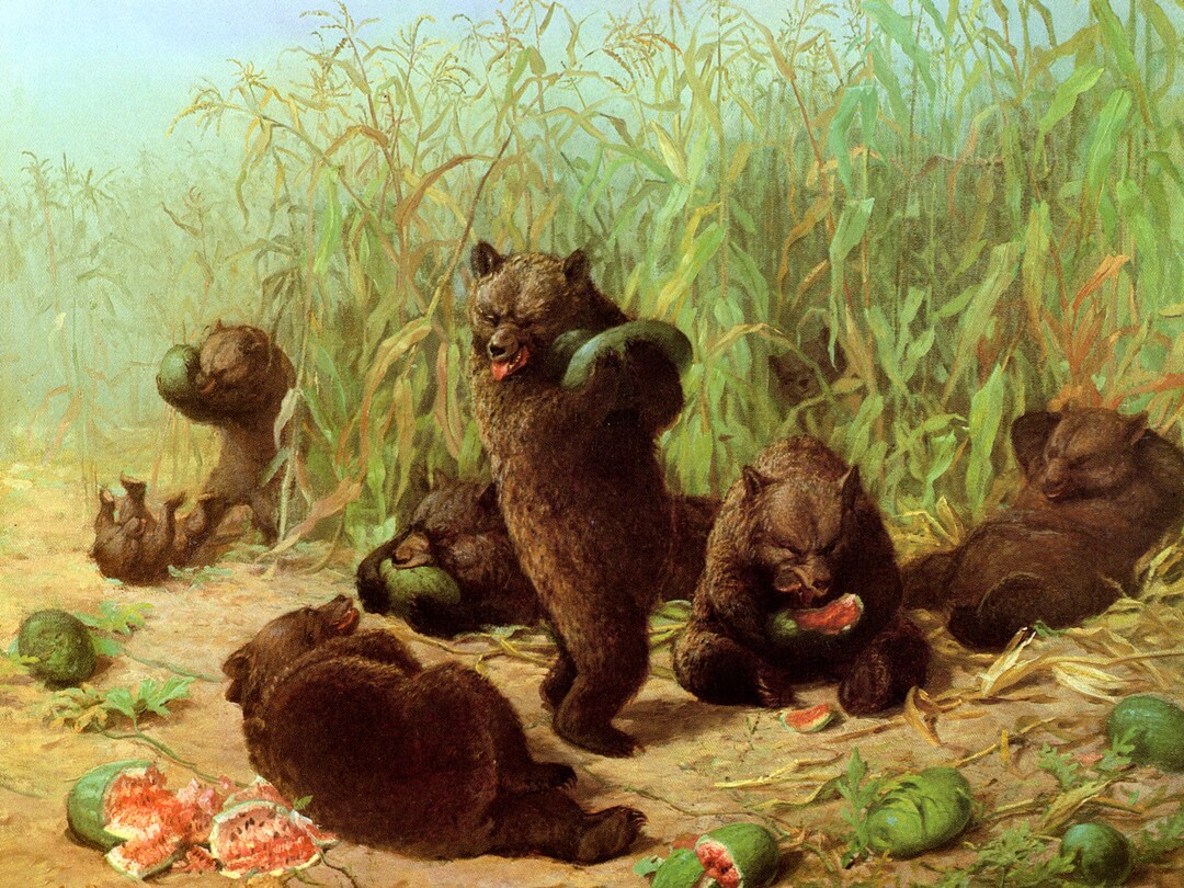 Bears Bear Eat Eating Watermelon Art Forest and Wildlife Great