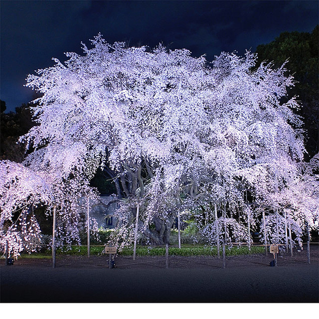 しだれ桜の巨木が幻想的！六義園「しだれ桜と大名庭園のライトアップ