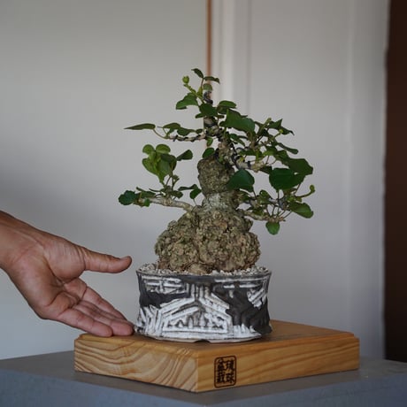 CATEGORY 根本峻吾【 S.N.Pot 】植木鉢作品 笠間焼 | 陶賊 -TOUZOKU