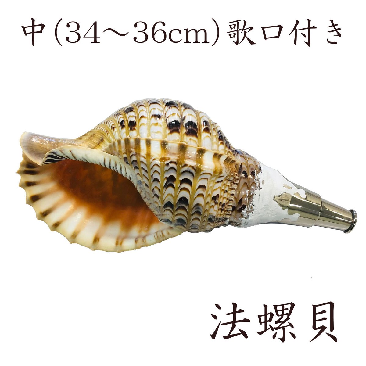 法螺貝 中 | 多田商店 法螺貝と和装の専門店