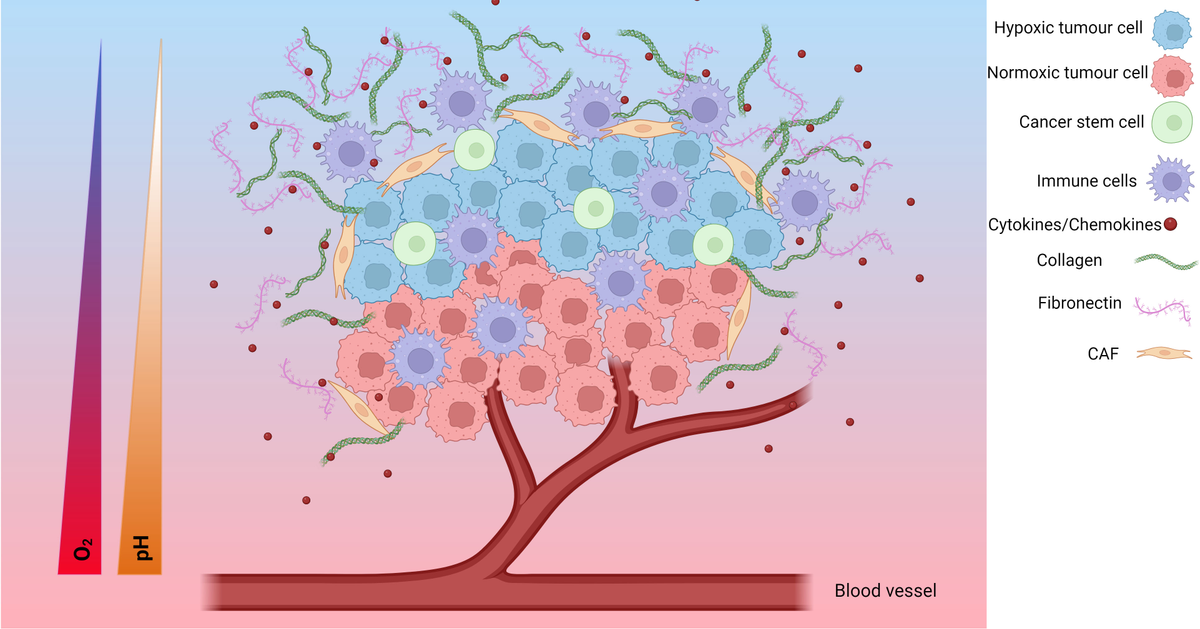 Frontiers | Tumour response to hypoxia: understanding the hypoxic