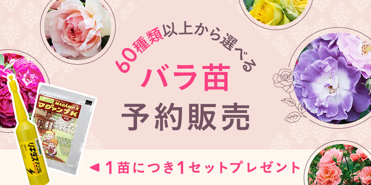 第3弾】憧れのバラを育てる SPLENDID ROSE COLLECTION バラ苗予約販売