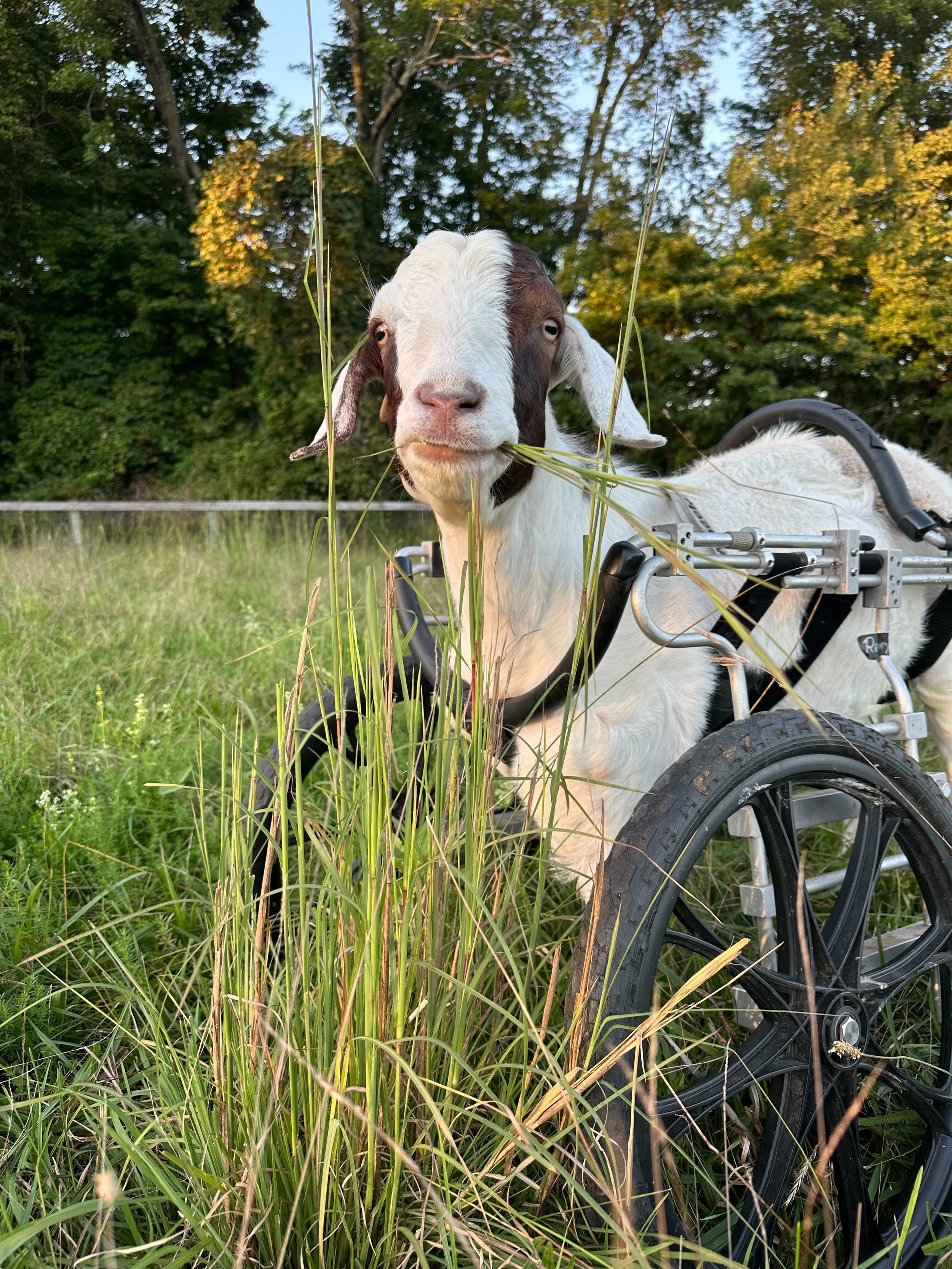 Meet the Goats | Woodstock Farm Sanctuary