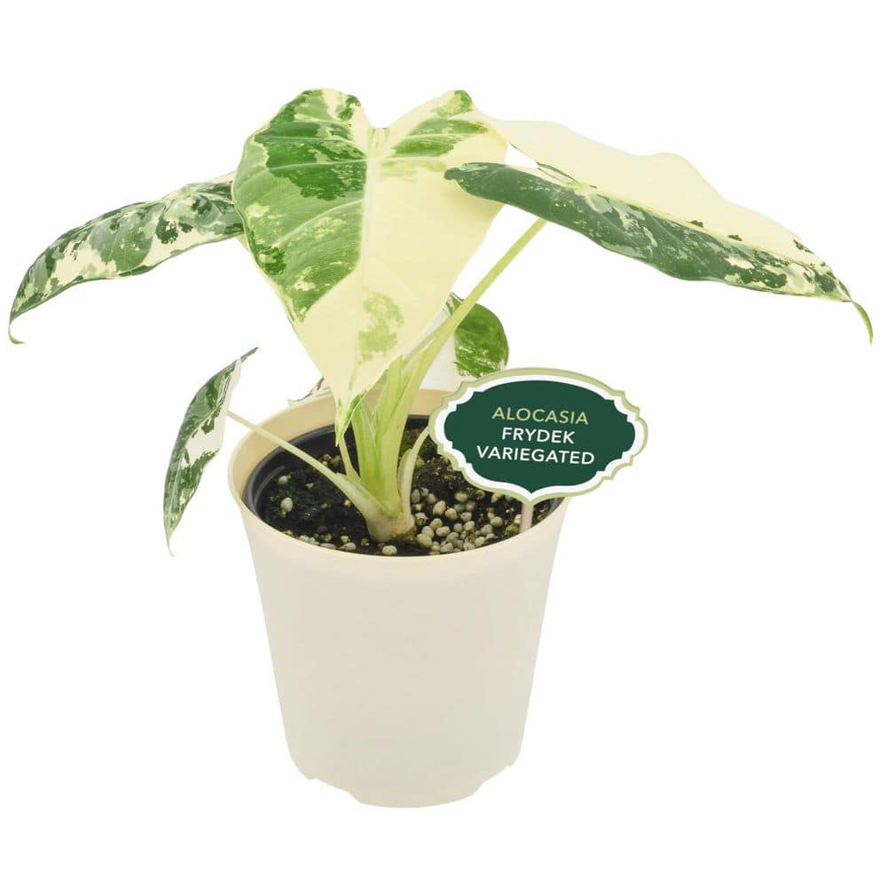 Arcadia Garden Products 4 in. Alocasia Frydek Variegated Plant in