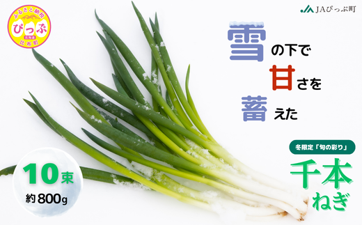 2026年1月発送】比布町産ねぎ（千本ねぎ）「旬の彩り。」 10束【JA