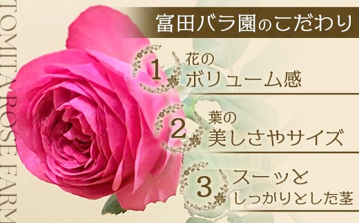 数量限定・ギフト】 ばら農家直送！深紅の薔薇20本お届け TB-17
