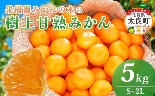 N-22 果樹園みかんの木の樹上甘熟みかん 5kg みかん ミカン 蜜柑 温州