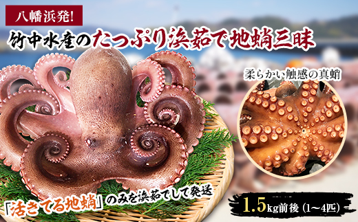 八幡浜発!竹中水産のたっぷり「浜茹で地蛸」三昧!1.5kg前後＜F22-189