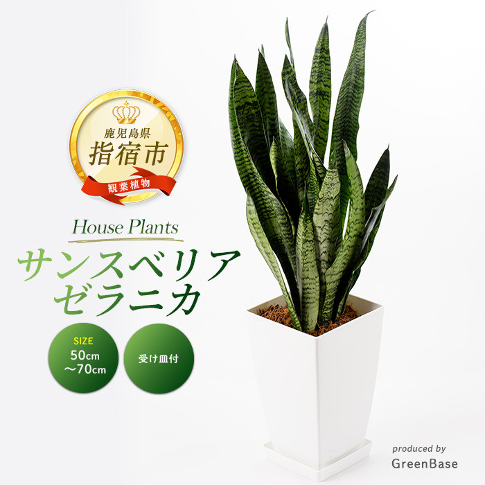 2026年3月上旬～発送【観葉植物】サンスベリア・ゼラニカ50cm～70cm