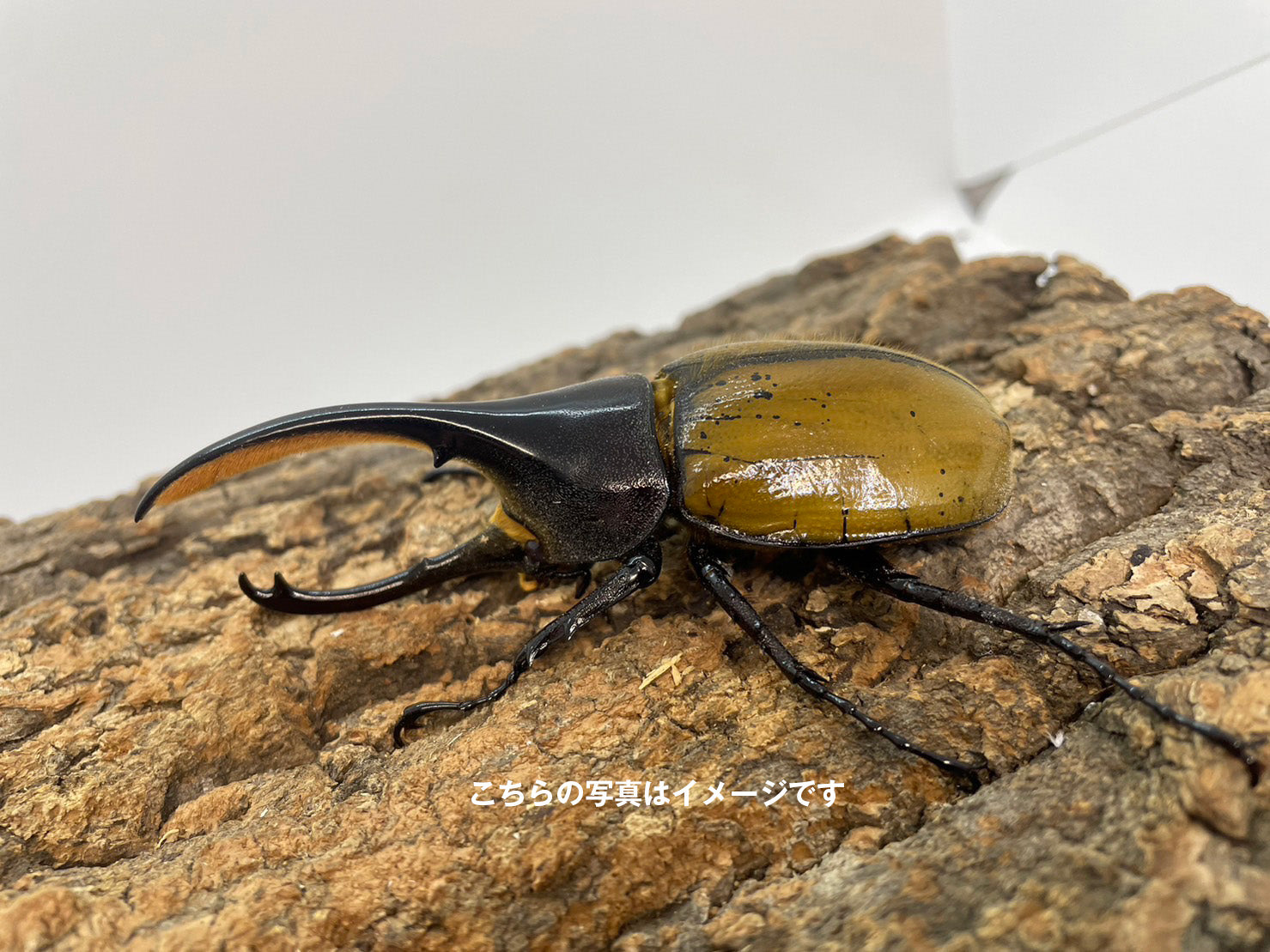 幼虫】ヘラクレス エクアトリアヌス – INSECT SHOP KMY
