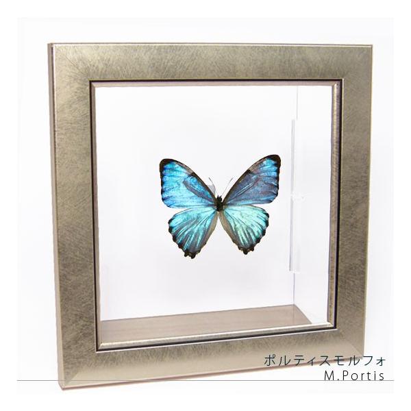 昆虫標本 蝶の標本 ポルティスモルフォ メタリック調ライトフレーム