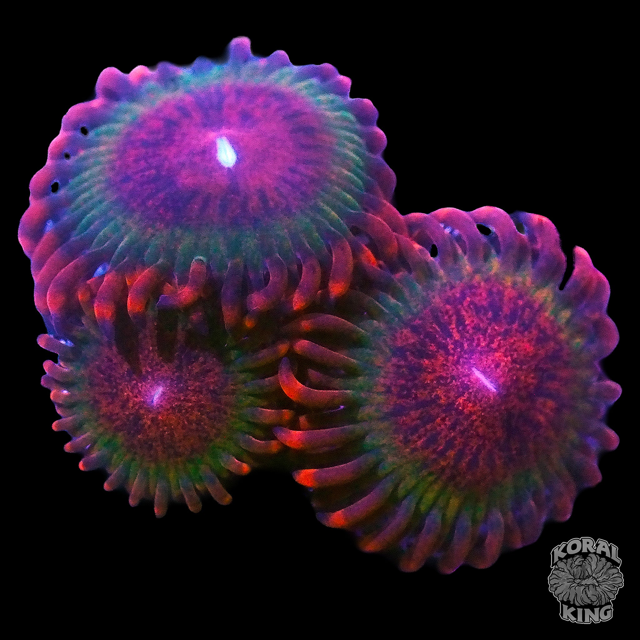 Speckled Krak Zoa – Koral King