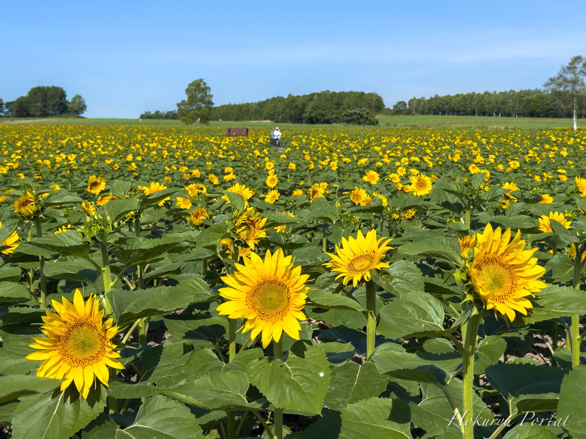 7月14日（月）ひまわりの里開花状況：「ダイワのひまわり迷路」の