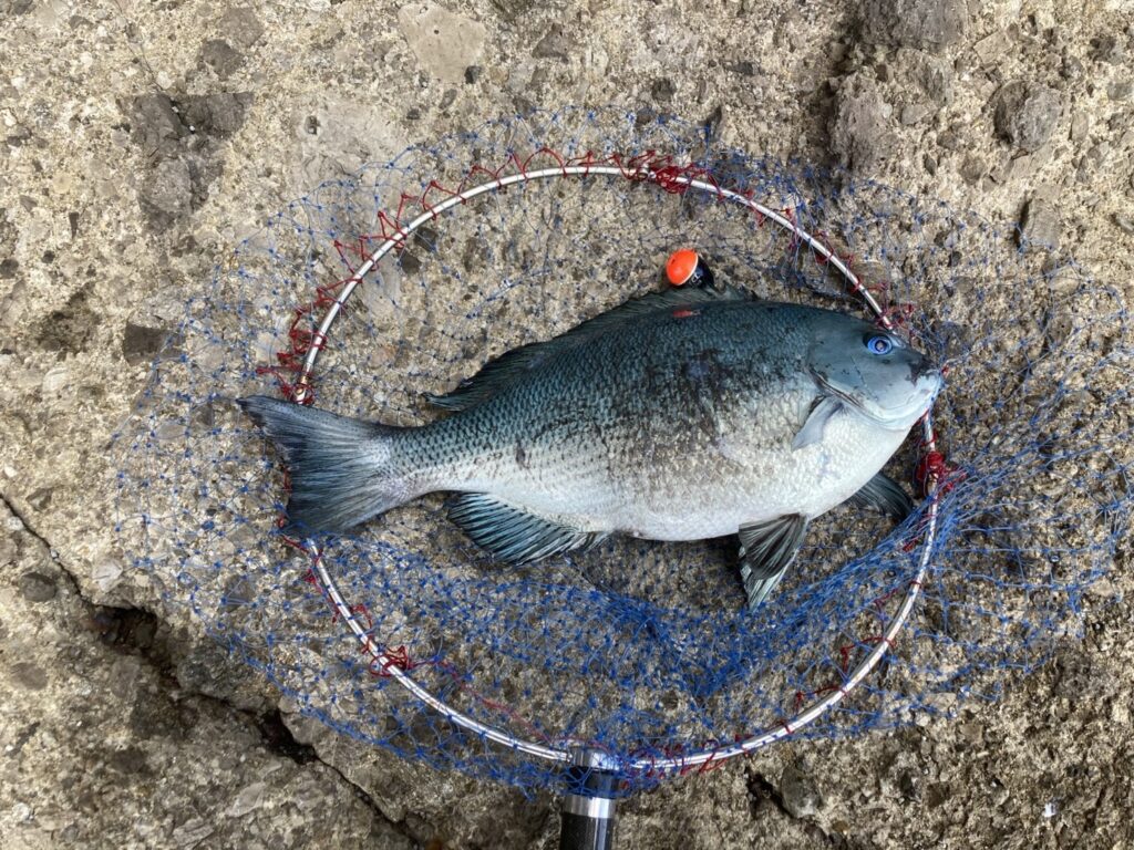 深ダナで47cmグレがヒット！〜長崎県式見 | マルキユー九州 フカセ釣り情報
