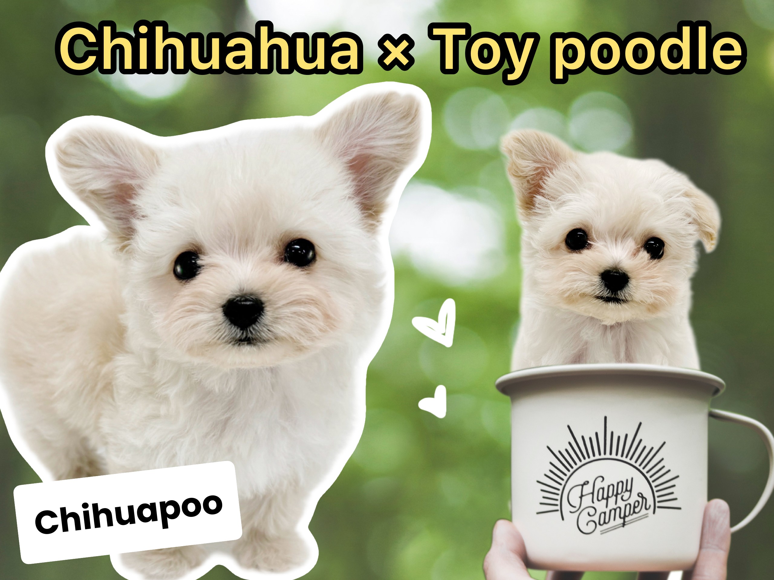 MIX犬 】人気犬種のハイブリット！チワワ×トイプードルの激