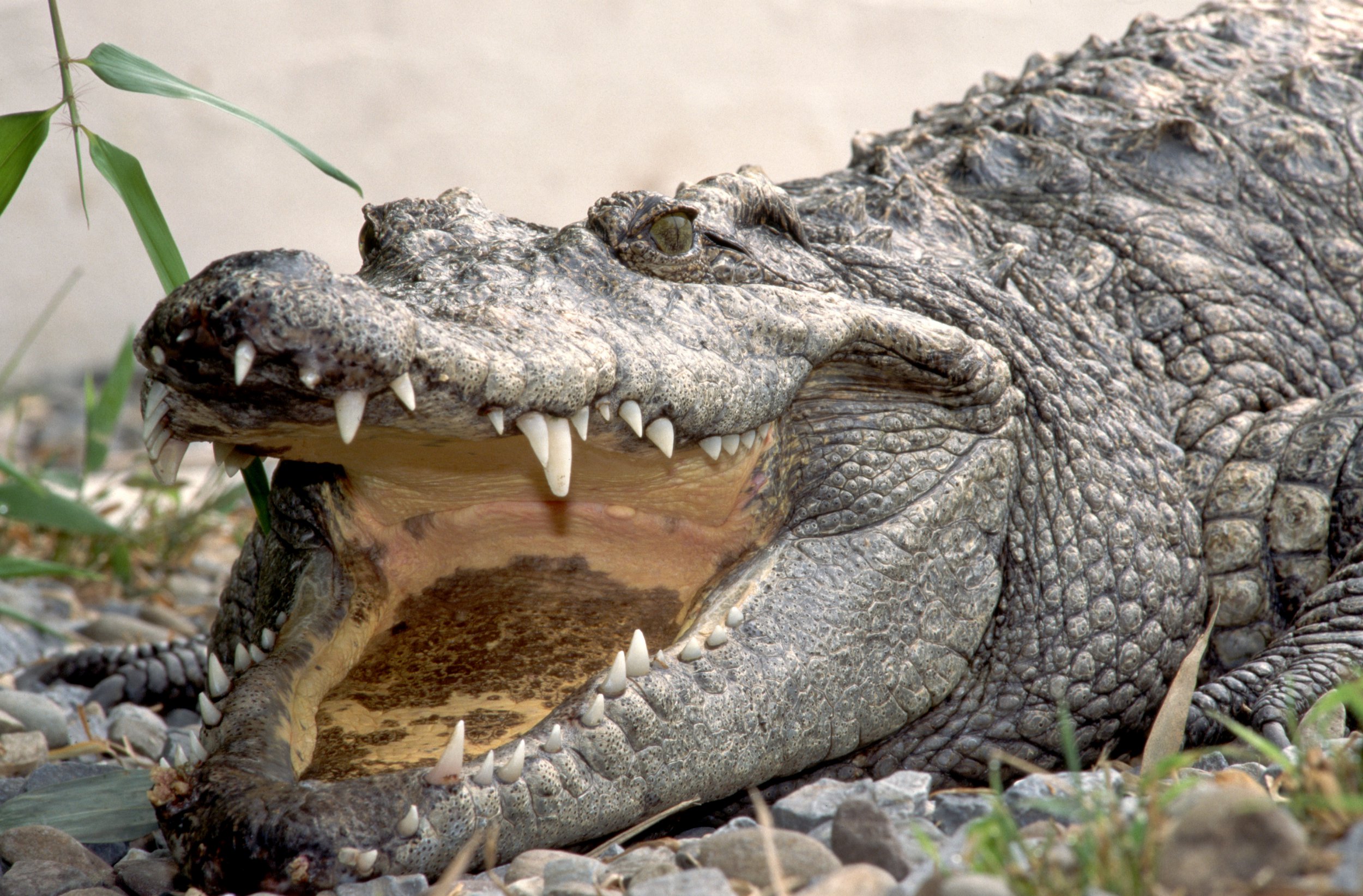 Can a crocodile stick out its tongue? Odd difference between