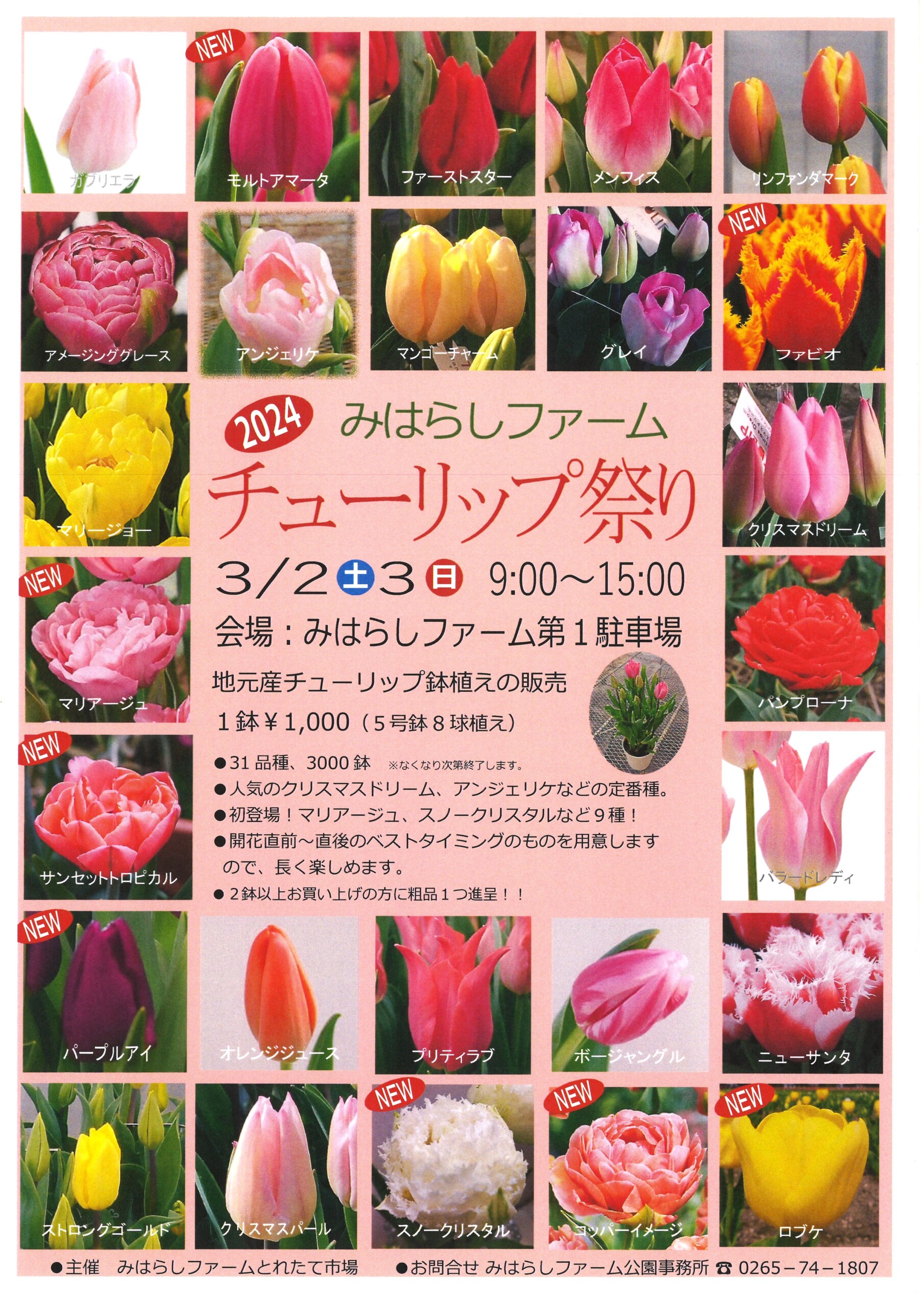 2024年🌷チューリップまつり🌷両日9：00～15：00 | みはらしファーム