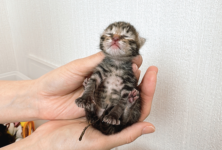 ママ猫の「ナゾ行動」さらに3赤ちゃん猫を車庫に置きに来ました | nekodea