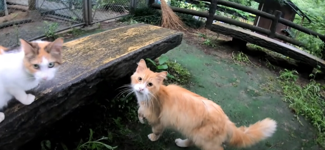紹介されたのは“意外な相手”！子猫を産んで間もない三毛猫ママに「つい