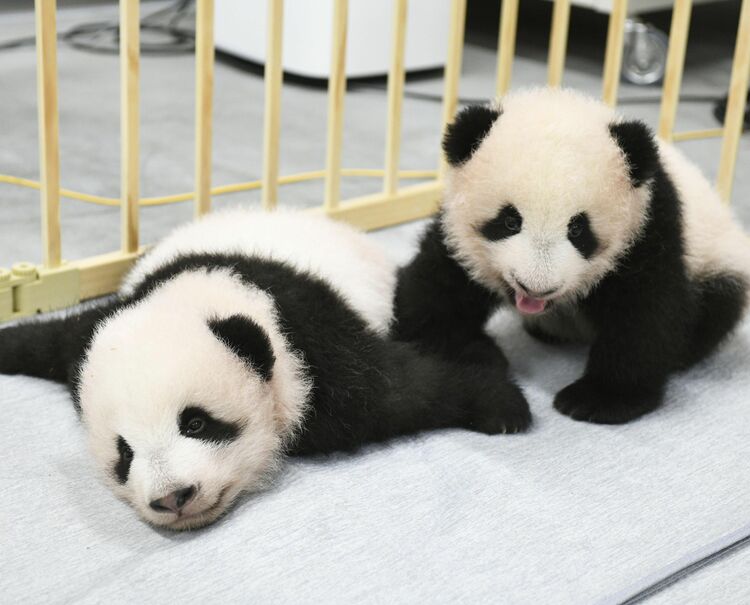 双子パンダ 暁暁（シャオシャオ）と蕾蕾（レイレイ） 上野動物園 名前
