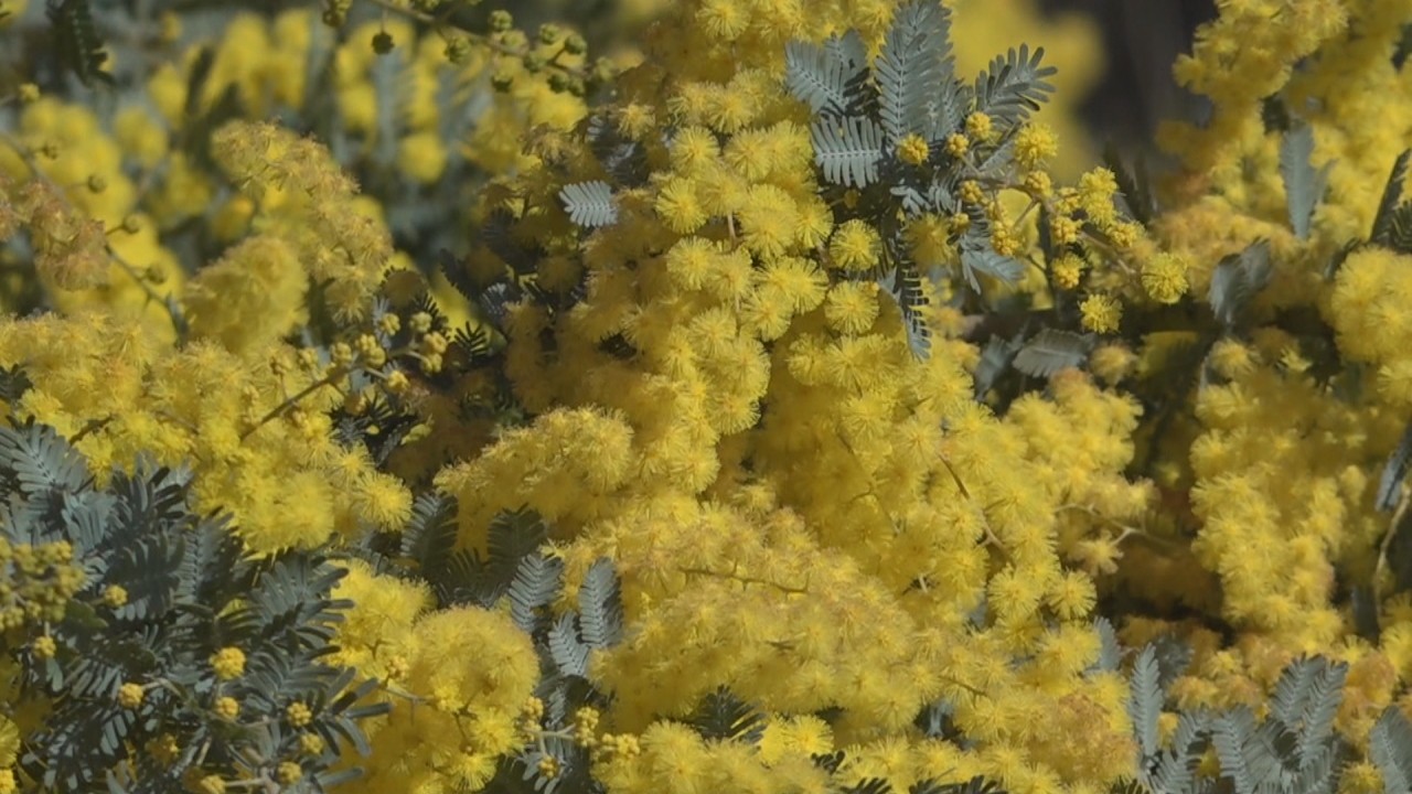 早春の花の競演 小豆島でミモザと河津桜が見頃 香川 | KSBニュース