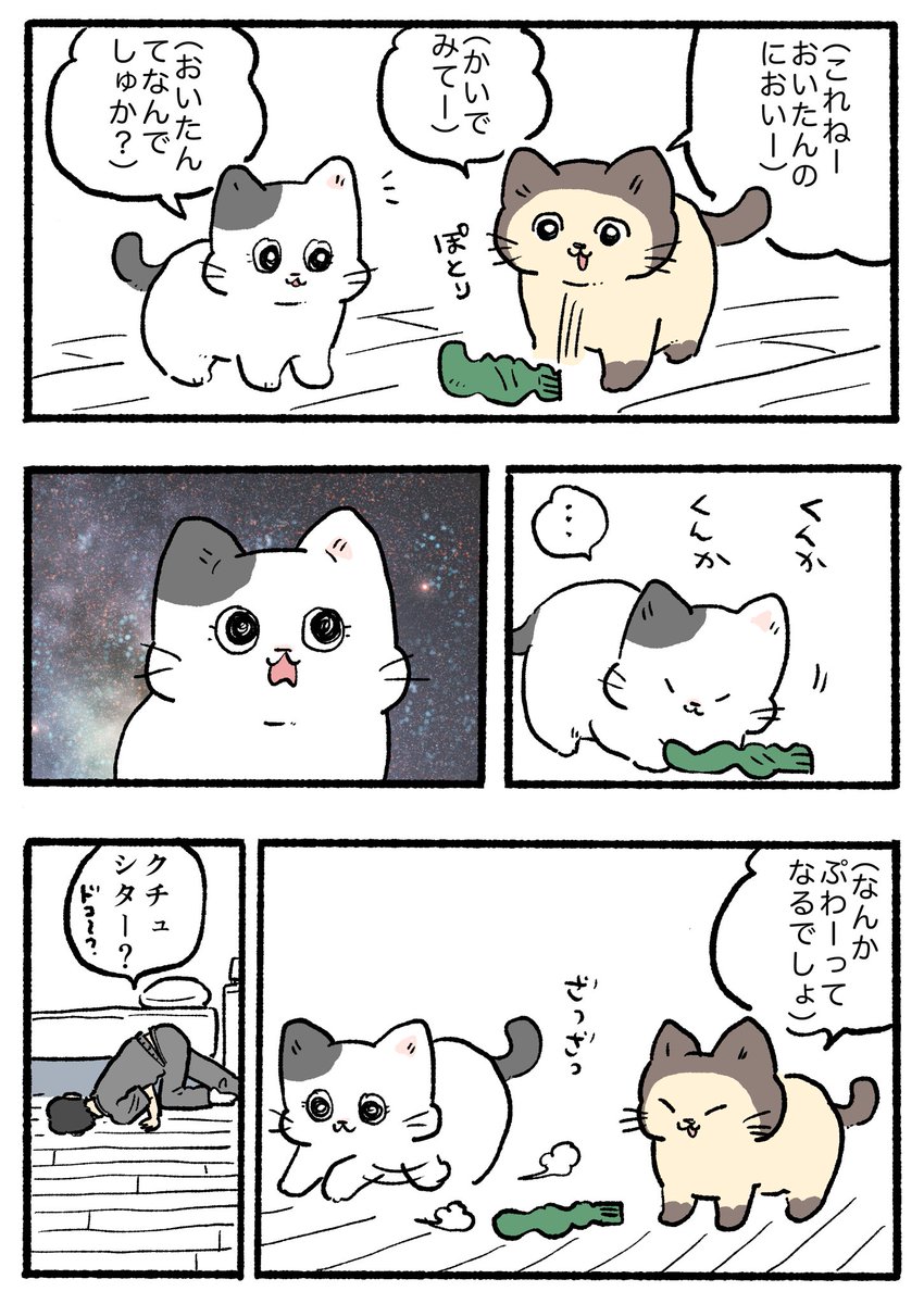 ねこおじ。〜木曜日と金曜日は番外編〜 靴下と猫🐱