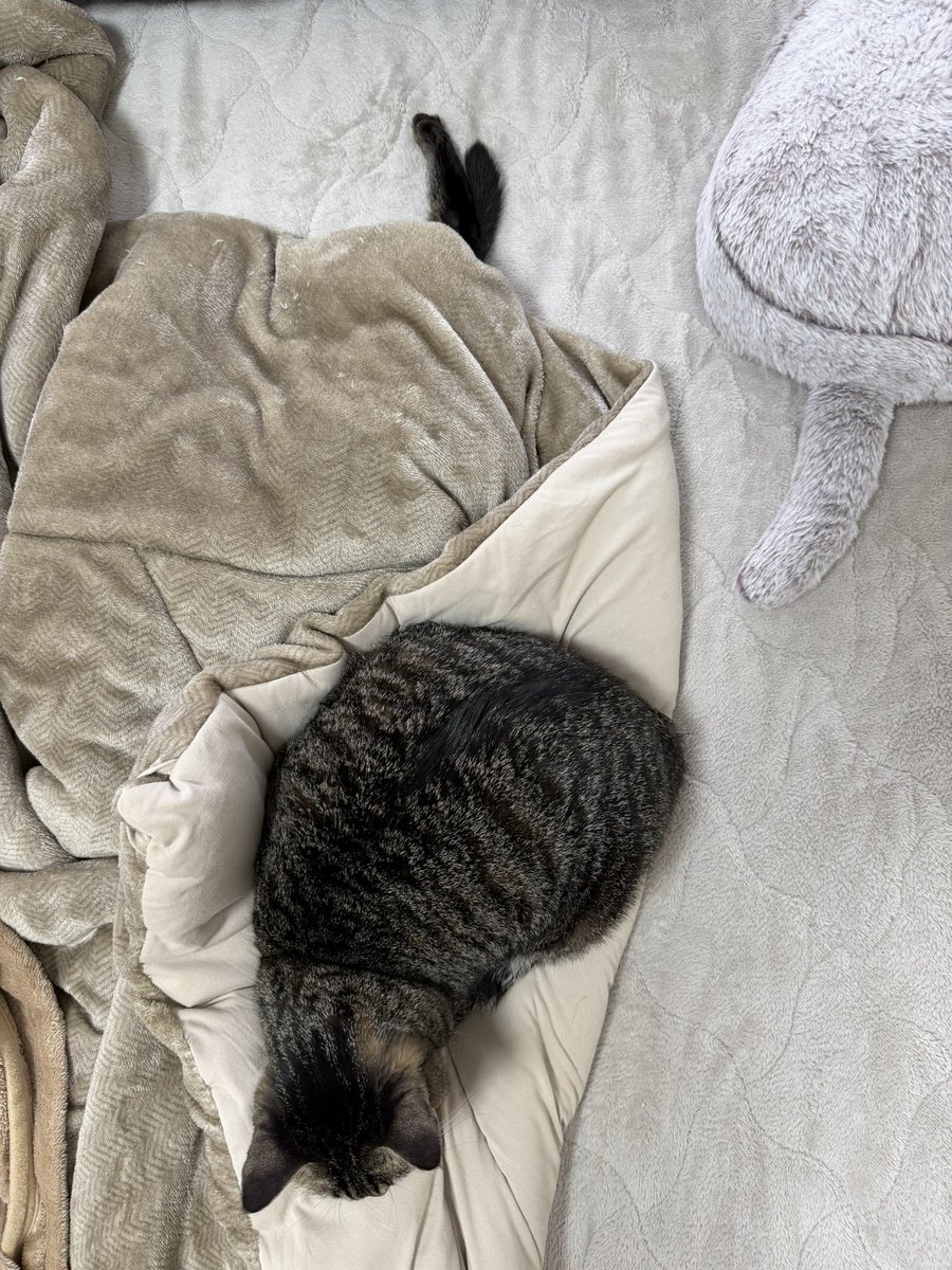 ゲンちゃん😸、足だけ出してて可愛い🩷。 #猫のいる暮らし #猫 #cat