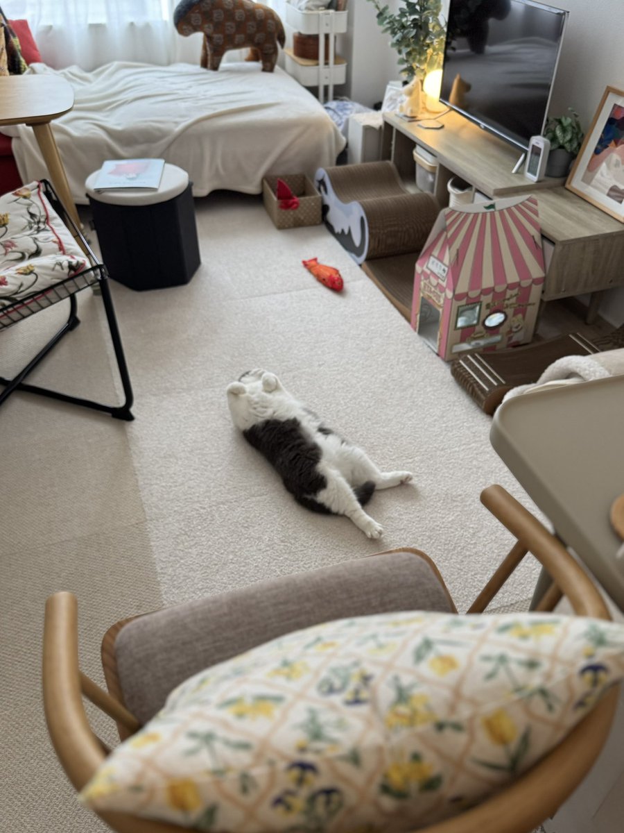 おもち (@omochiomoching) / Posts / X