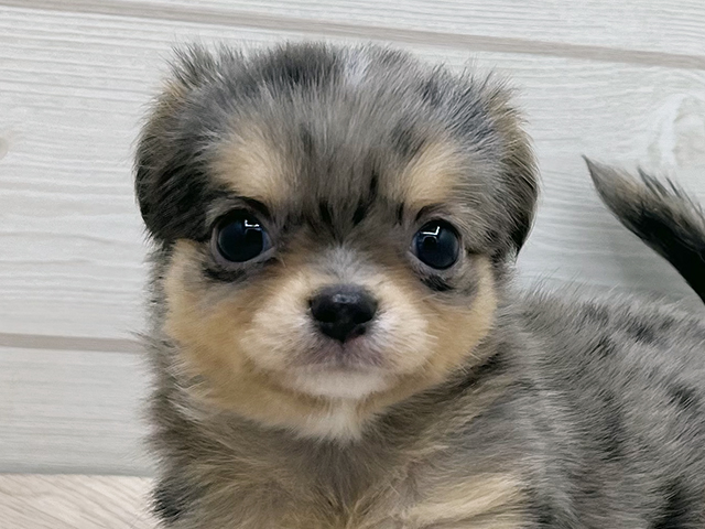 チワワ 渋谷店 │ペッツファースト公式サイト