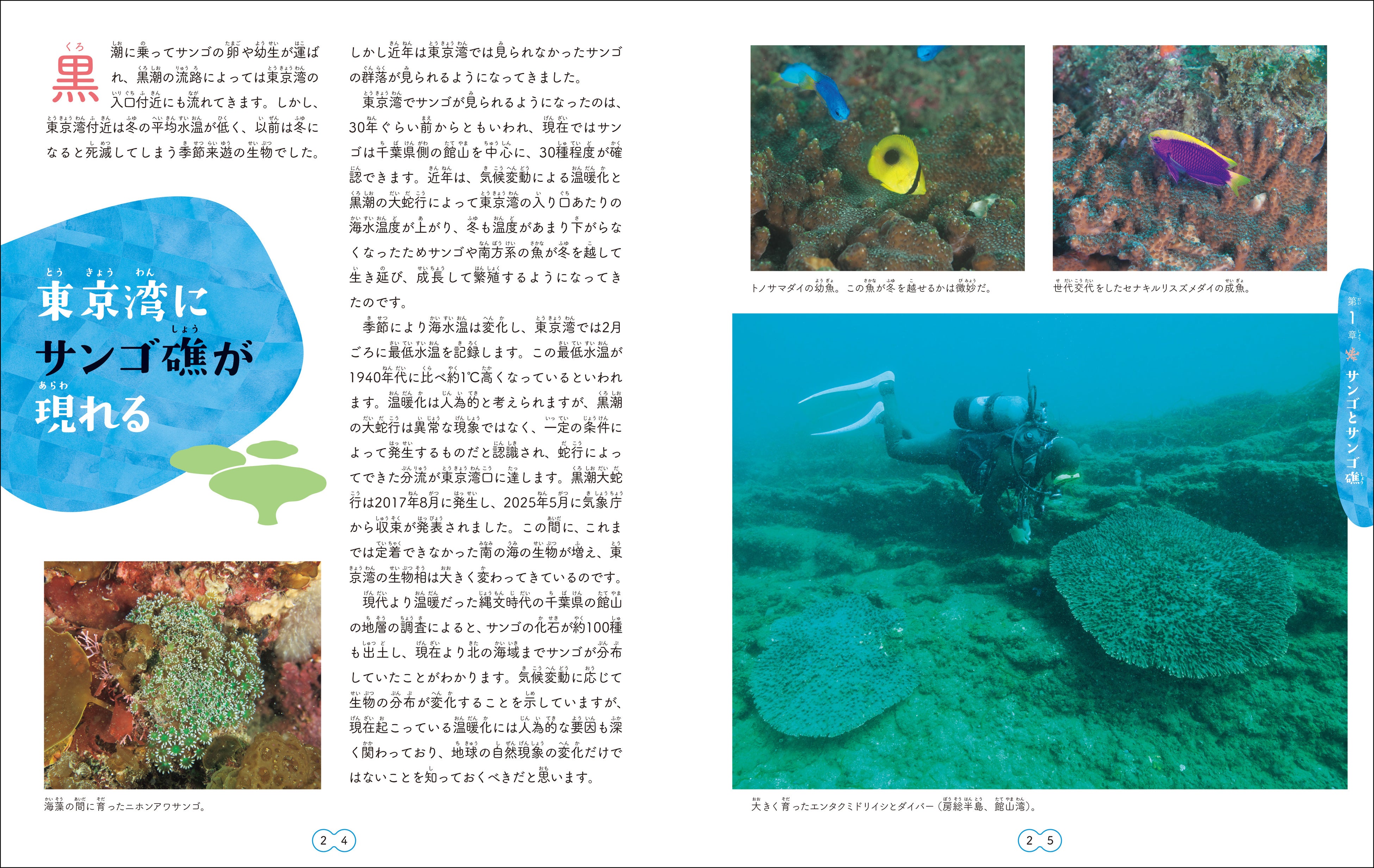 地球を守るサンゴの秘密とは？】サンゴ礁は海の森。生き物たちが暮らす