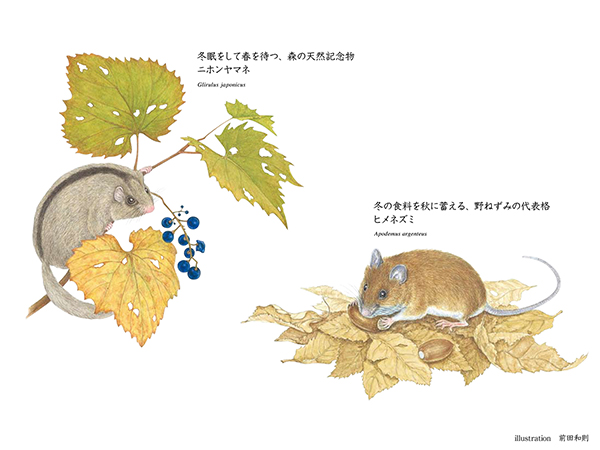 似姿違質「ヤマネ VS ヒメネズミ」 | サイエンスティーム 探究で